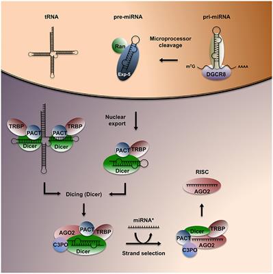 Small Luggage for a Long Journey: Transfer of Vesicle-Enclosed Small RNA in Interspecies Communication